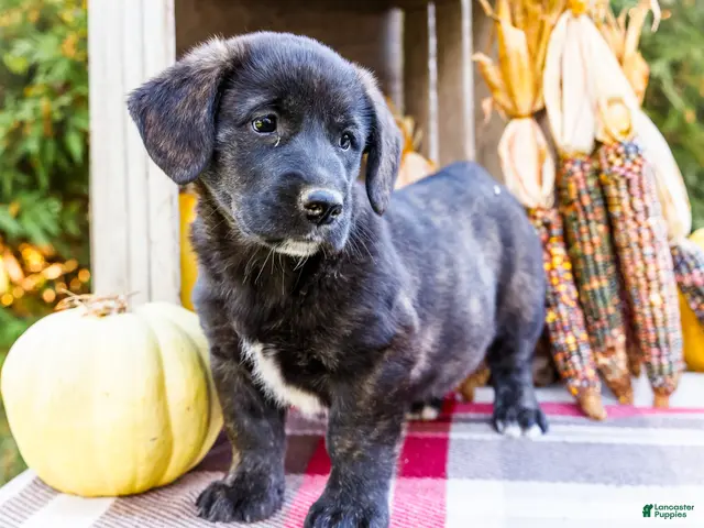 Mixed Breed dogs for sale: Romona Golden Corgi - Ad 2