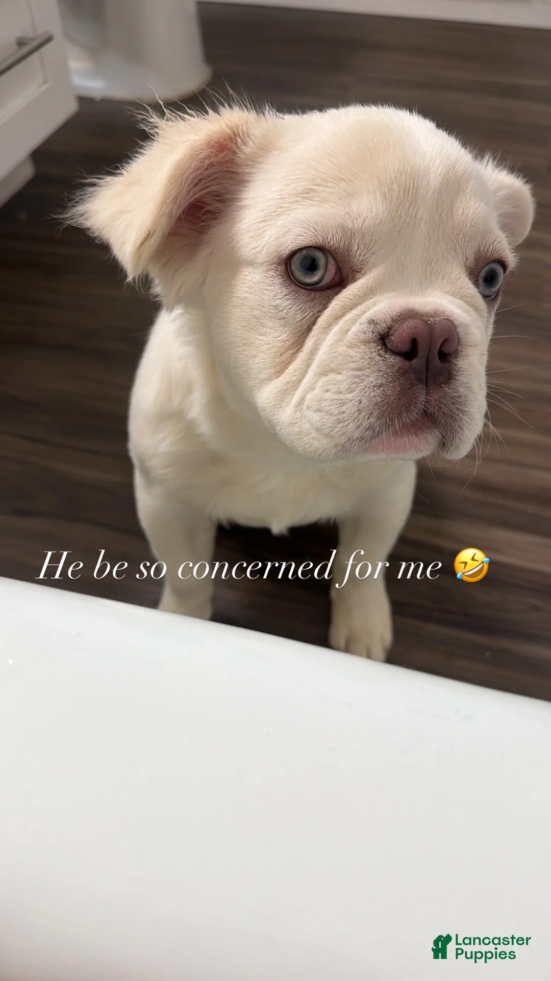 French Bulldog dogs for sale: French Bulldog 1 - Ad 2