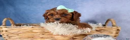 Cavapoo dogs for sale: GEORGE - Ad 11