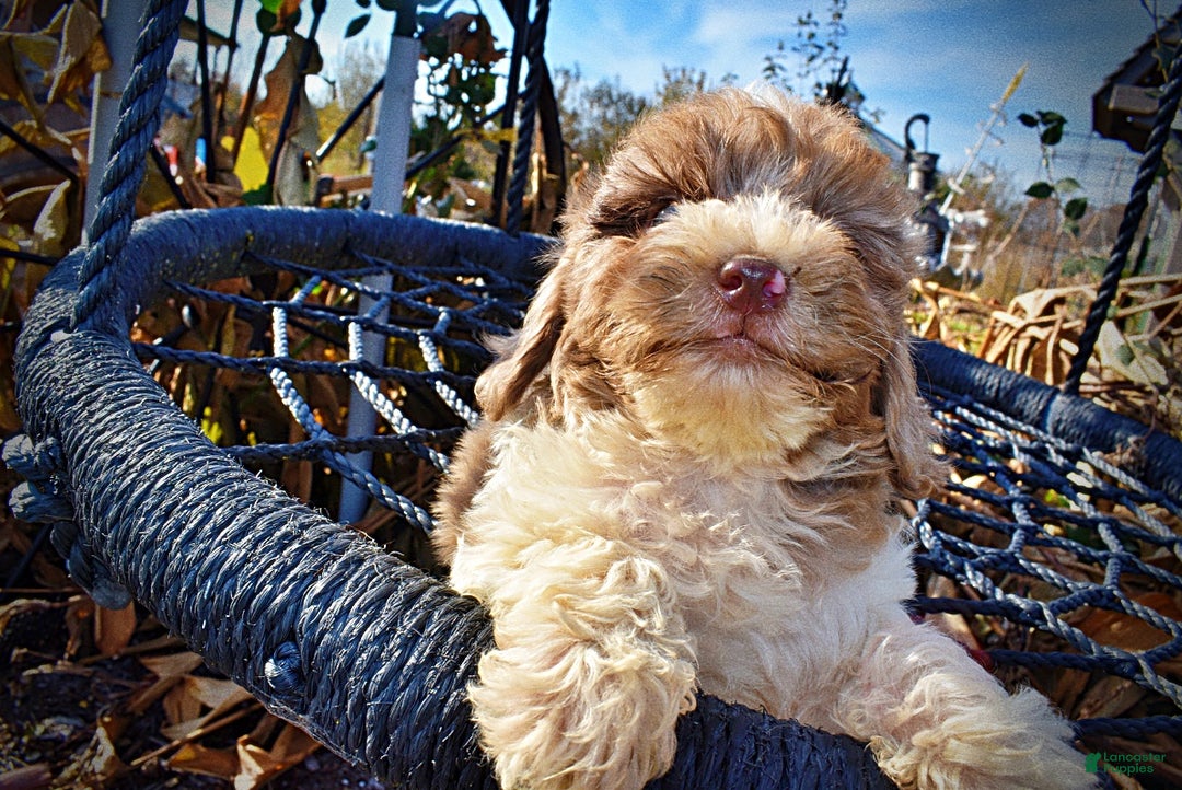 Havapoo dogs for sale: Patches - Ad 2