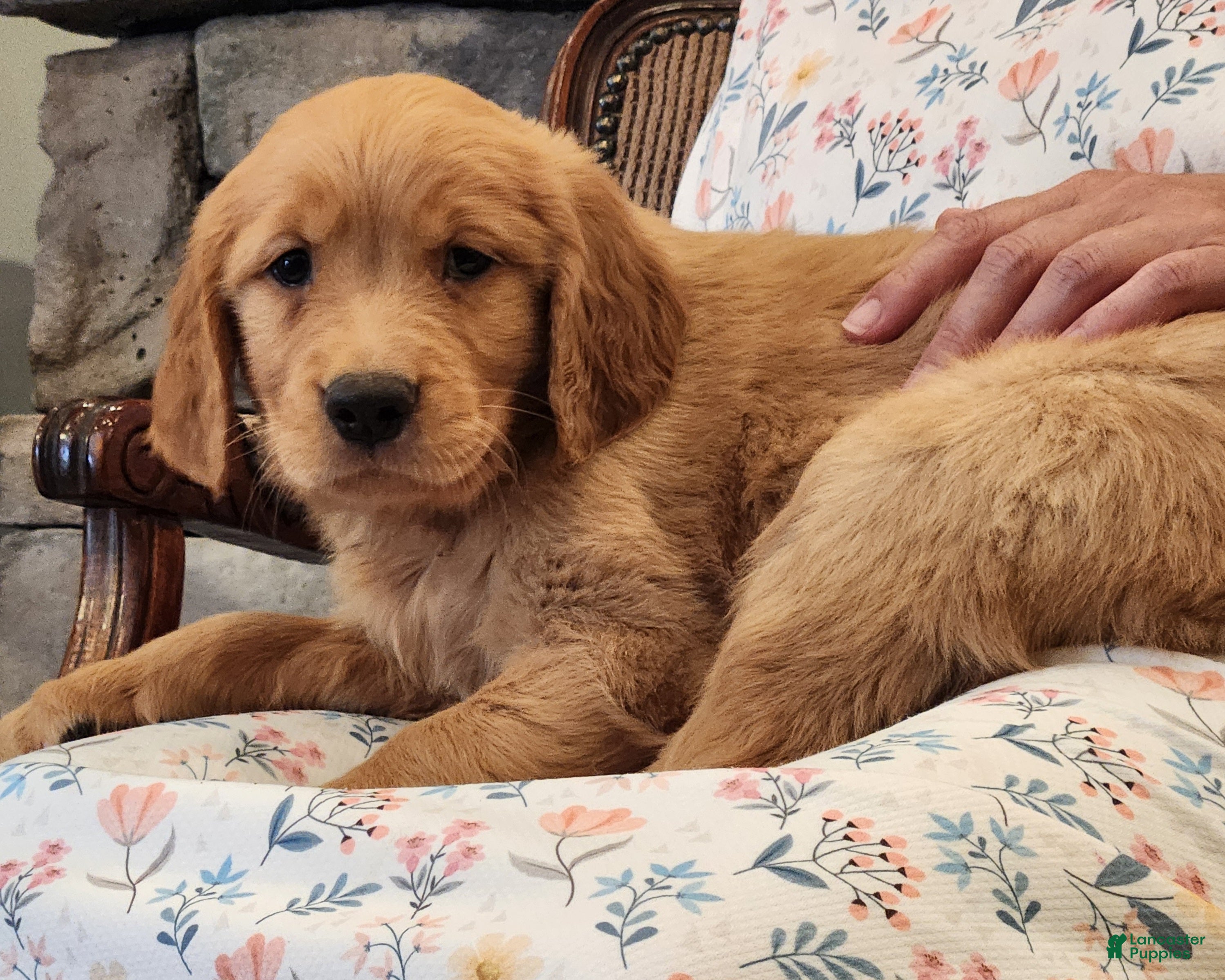 Golden Retriever dogs Piper - Ad 1
