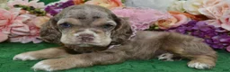 Cocker Spaniel dogs for sale: AKC Willow Chocolate Tan Merle American Cocker Spaniel Puppy - Ad 2