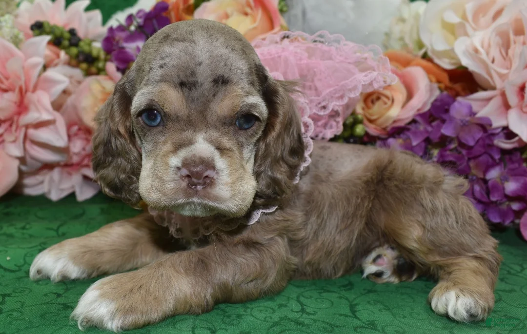 Cocker Spaniel dogs for sale: AKC Willow Chocolate Tan Merle American Cocker Spaniel Puppy - Ad 2