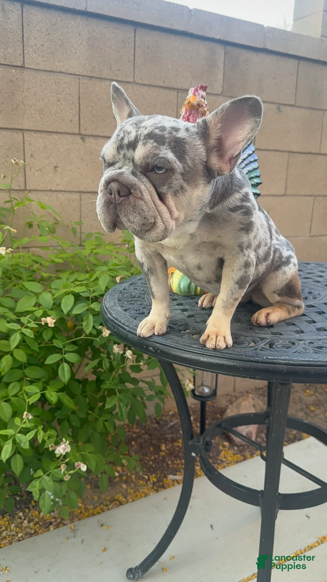 French Bulldog dogs for sale: OAKLEY - Ad 2