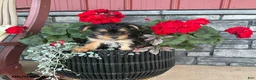 Yorkiepoo dogs for sale: Buttercup - Ad 16