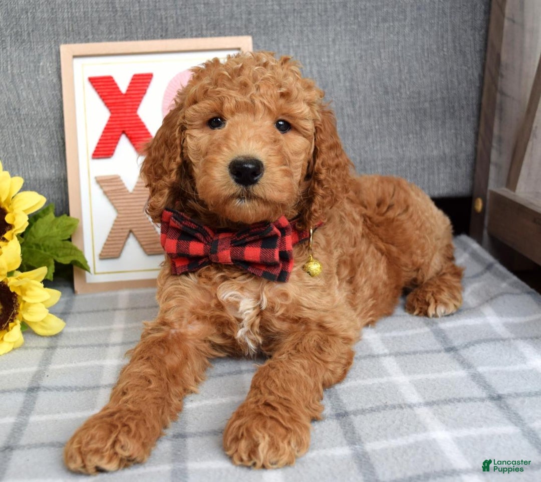 Standard Poodle dogs for sale: Charlie - Ad 9