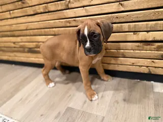 Boxer dogs Lulu - Ad 42