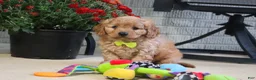 Cavapoo dogs for sale: Oliver - Ad 2