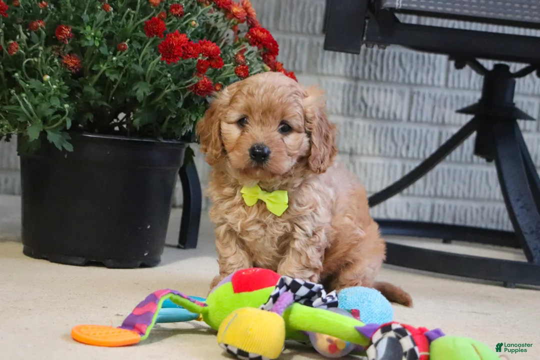 Cavapoo dogs for sale: Oliver - Ad 2