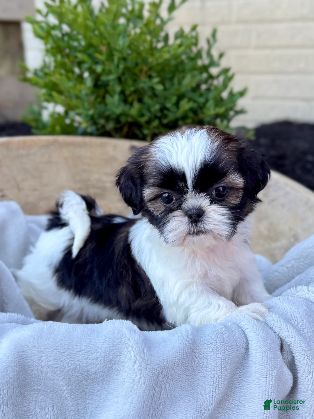 Shih Tzu dogs for sale: AKC Lyla - Ad 1