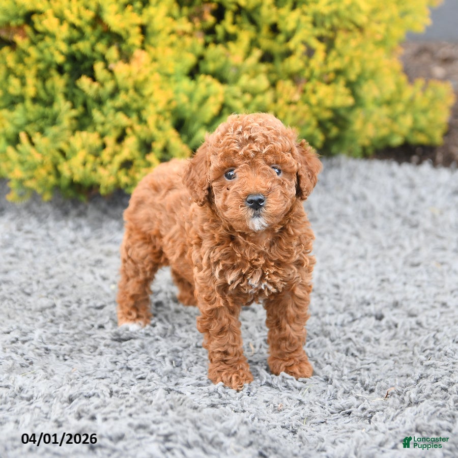 Miniature Poodle dogs Callie - Ad 1