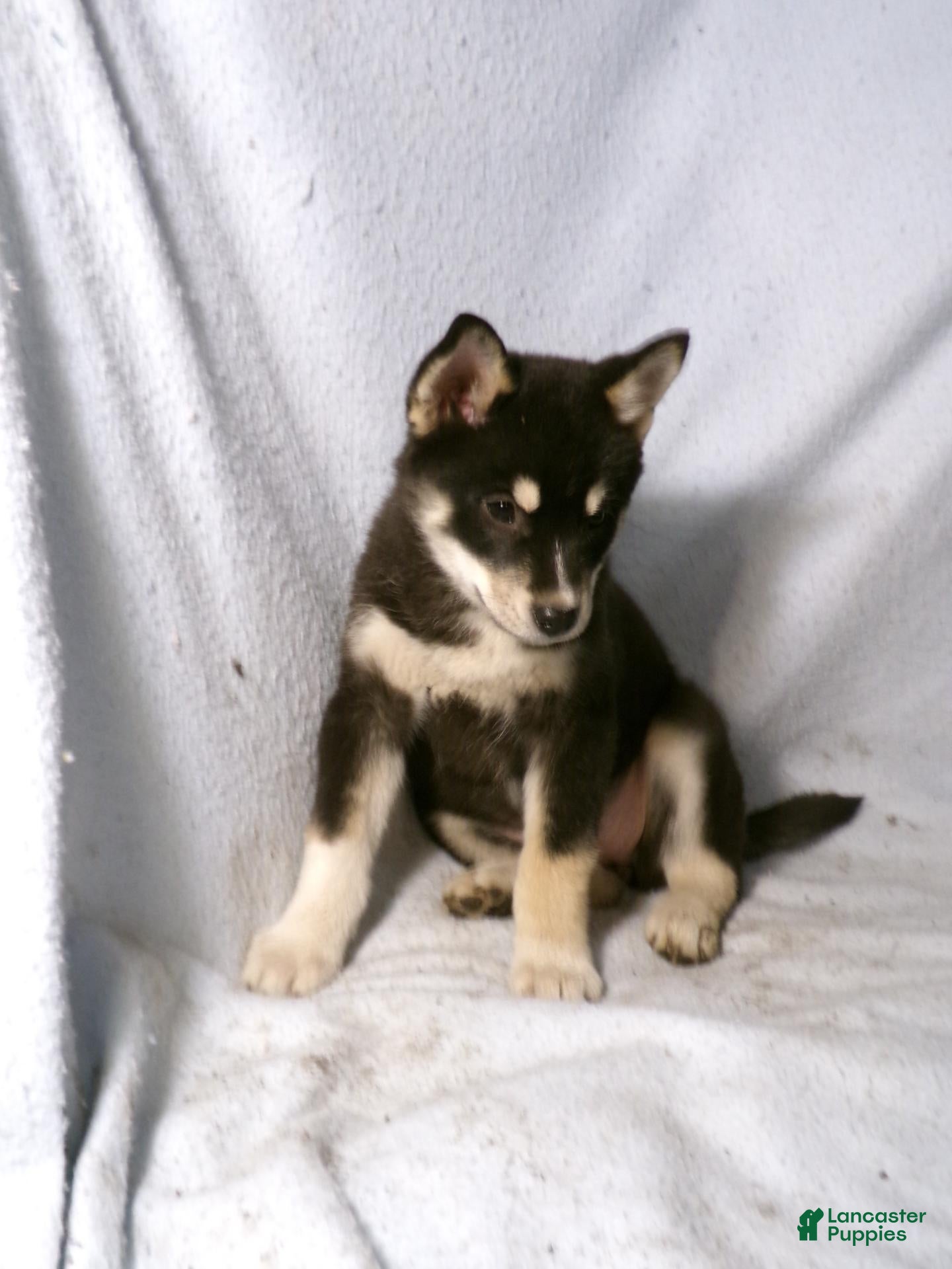 Pomsky dogs for sale: Bowser - Ad 2