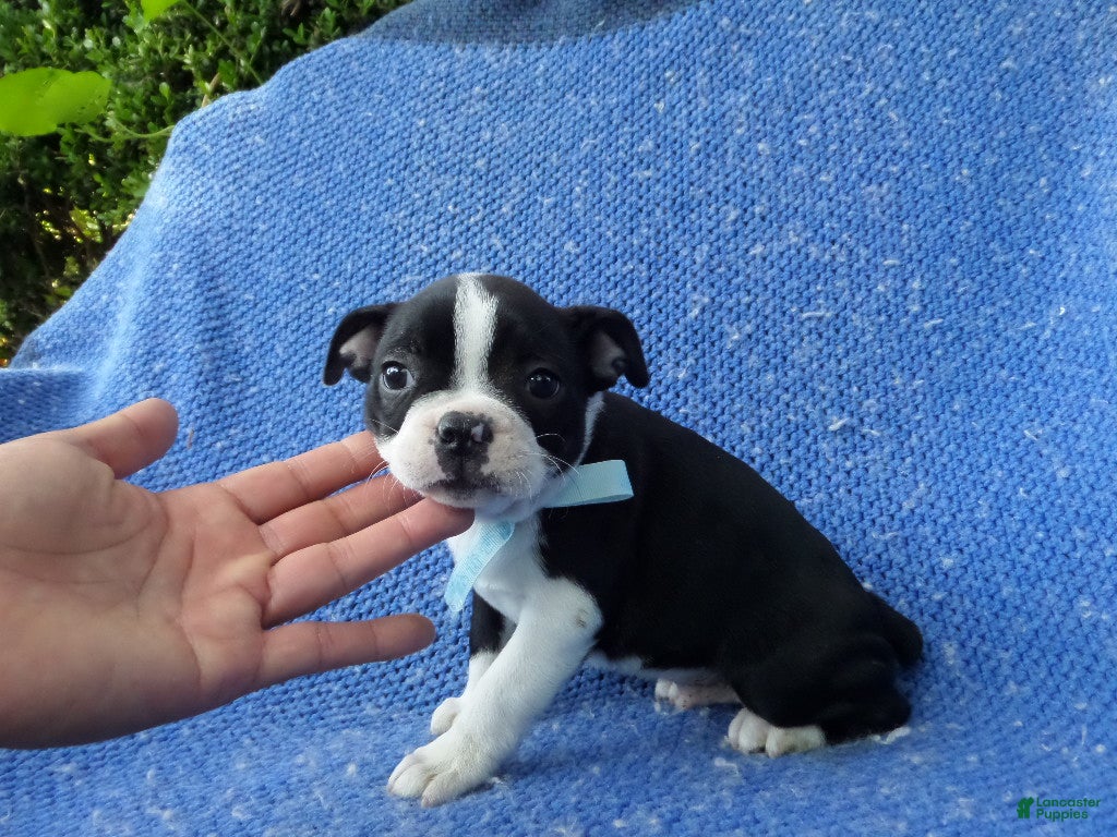 Boston Terrier dogs for sale: Benny - Ad 31