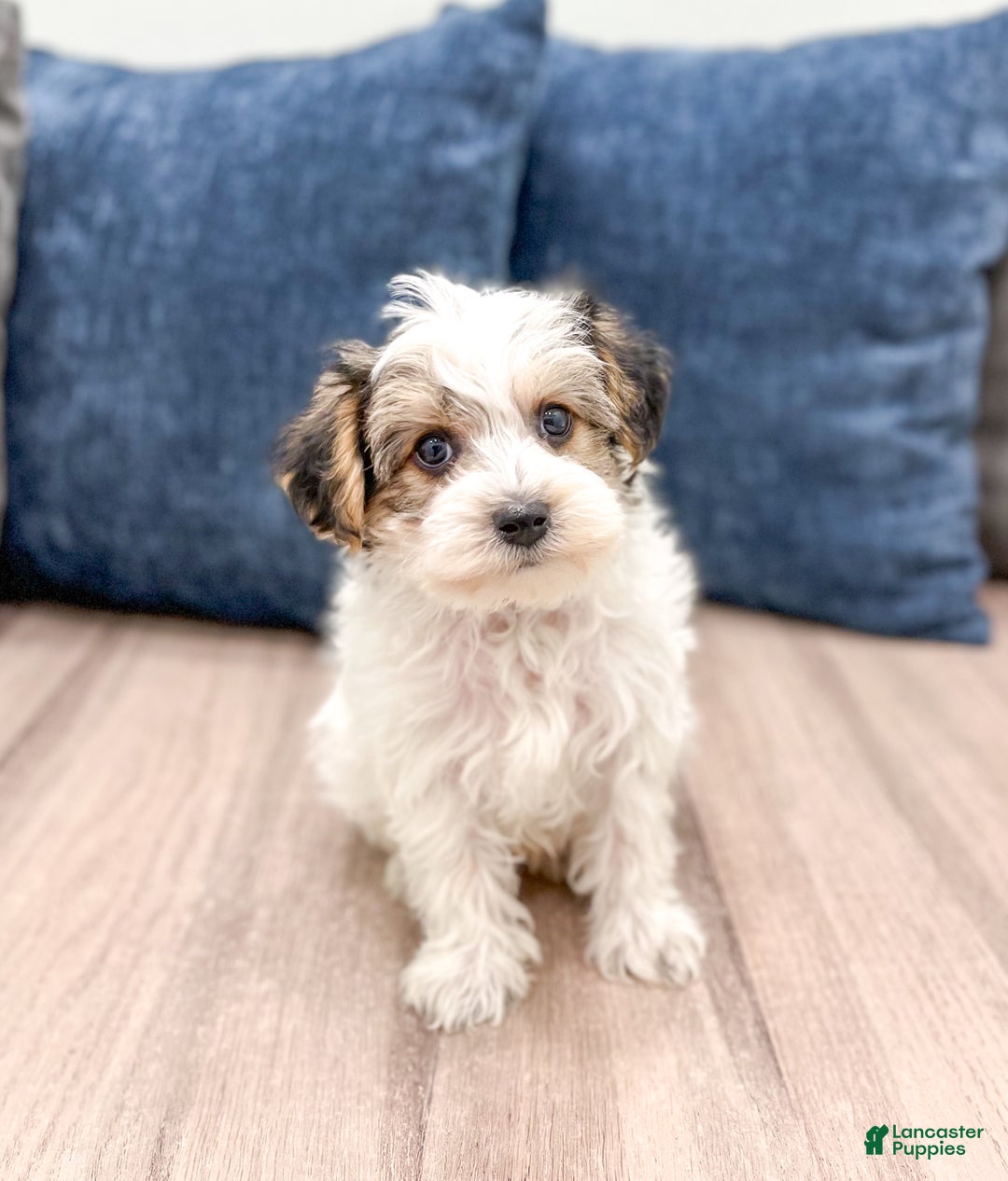 Yorkiepoo dogs for sale: Champ - Ad 2