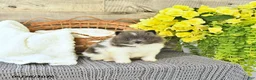 Pomeranian dogs for sale: Corey - Ad 3