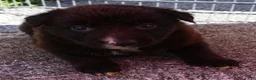 Border Collie dogs for sale: MOLLY - Ad 9