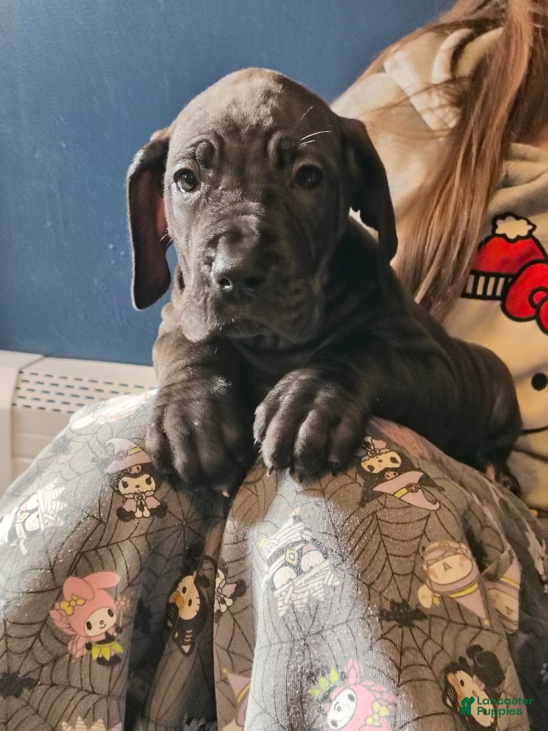 Great Dane dogs for sale: Havoc  - Ad 10