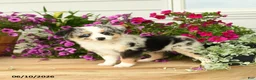 Toy Australian Shepherd dogs for sale: Amber - Ad 3