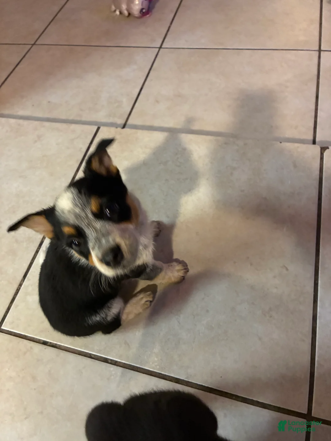Australian Cattle Dog dogs for sale: Australian Cattle Dog 5 - Ad 2