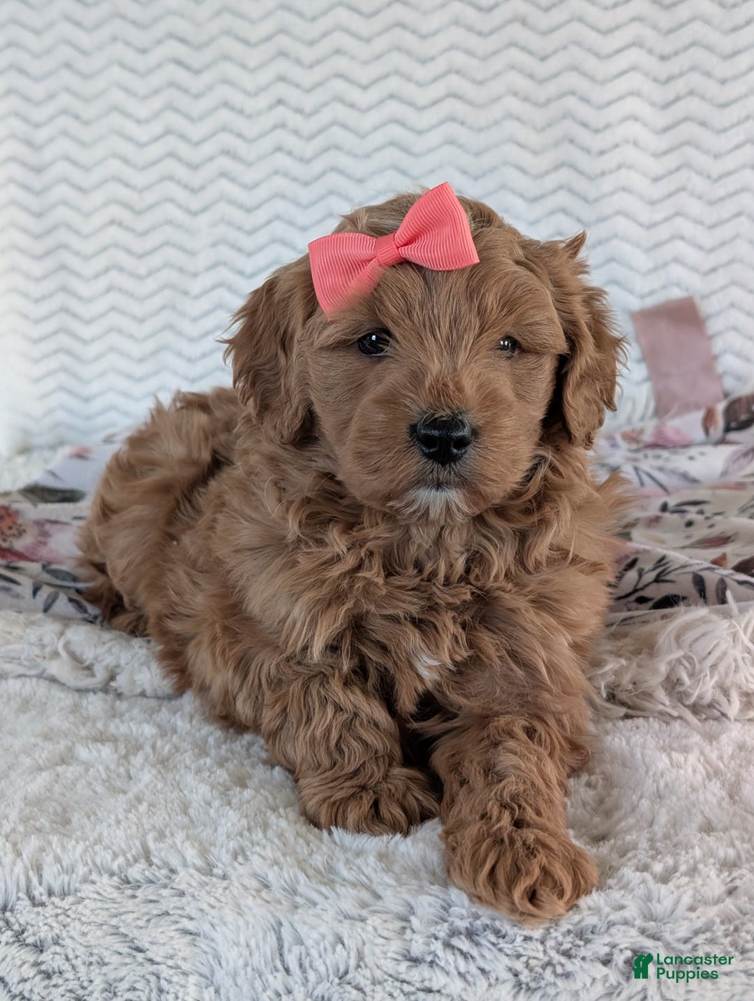 Goldendoodle dogs for sale: Bella - Ad 30