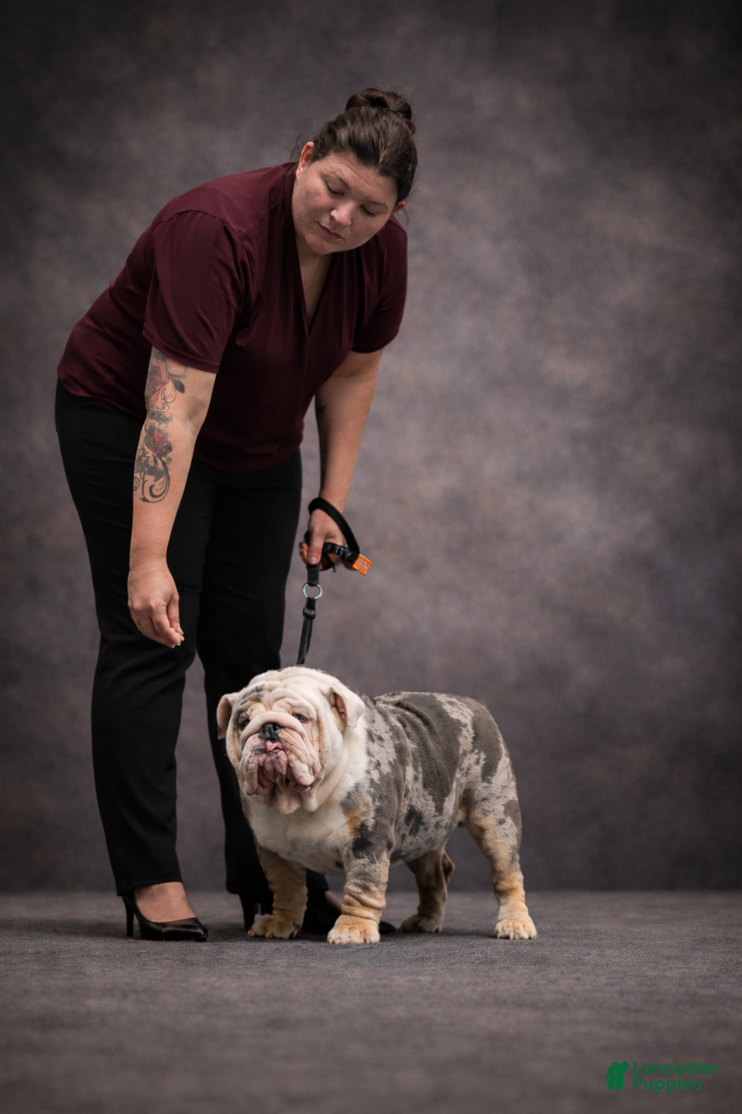 English Bulldog dogs for stud: Fat boy - Ad 4
