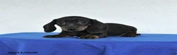 Miniature Dachshund dogs for sale: Milo - Ad 4