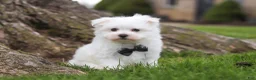 Maltese dogs for sale: Jeriah - Ad 2