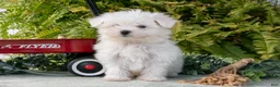 Maltese dogs for sale: Jackson - Ad 3
