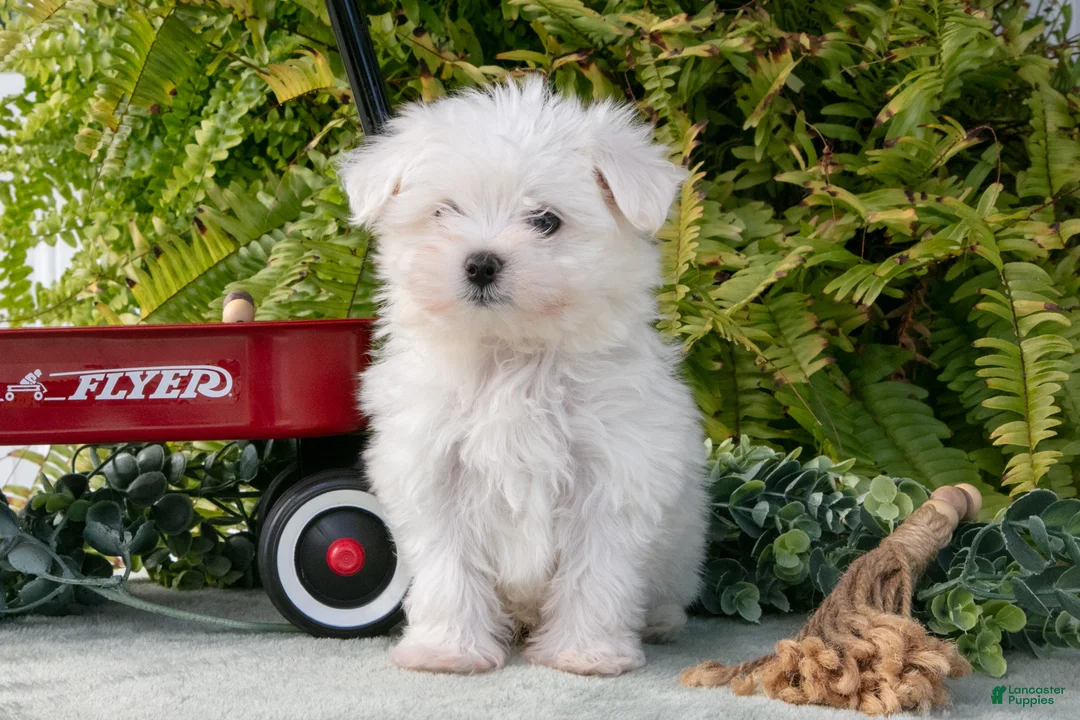 Maltese dogs for sale: Jackson - Ad 3