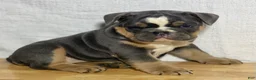 English Bulldog dogs for sale: Shelby - Ad 3