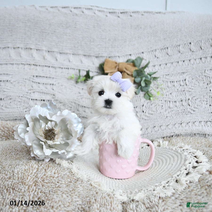 Maltese dogs Fairy EXTRA SMALL - Ad 25