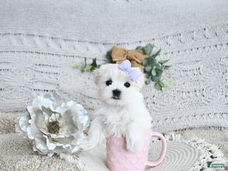 Maltese dogs Fairy EXTRA SMALL - Ad 11