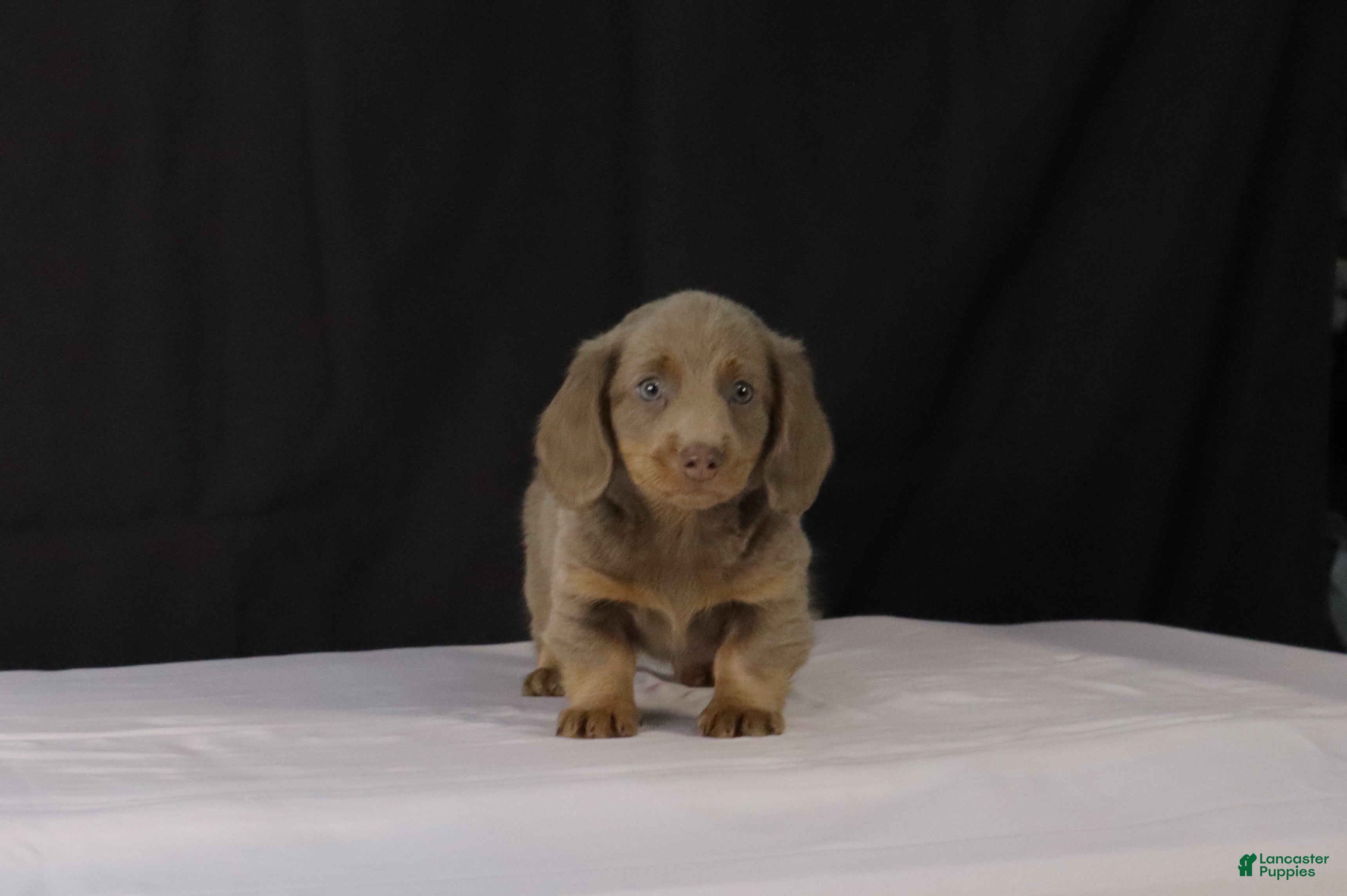 Dachshund dogs for sale: Max - Ad 1