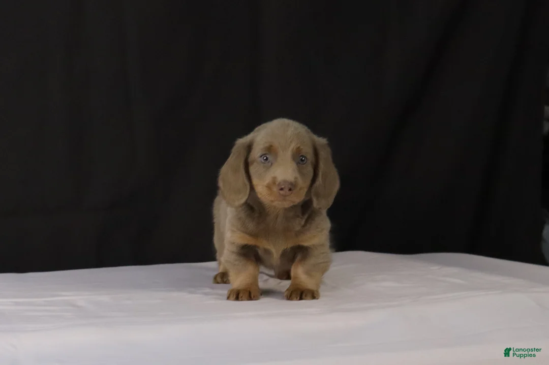 Dachshund dogs for sale: Max - Ad 1