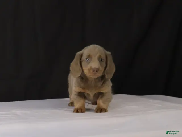 Dachshund dogs for sale: Max - Ad 1