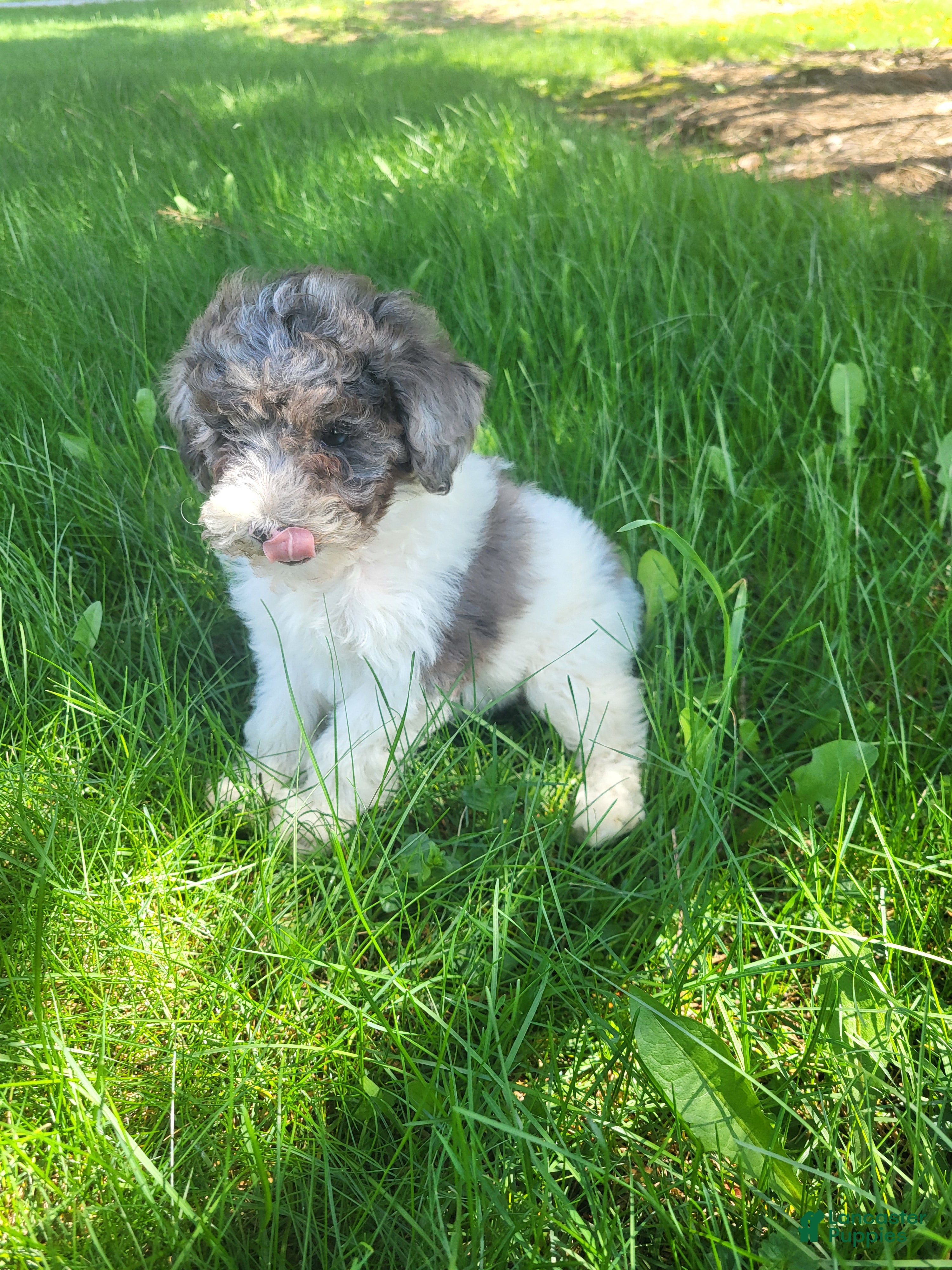 Miniature Poodle dogs Melody  - Ad 2