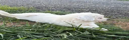 Great Pyrenees dogs for sale: Great Pyrenees Pink (Dottie) READY TO GO HOME TODAY  - Ad 6