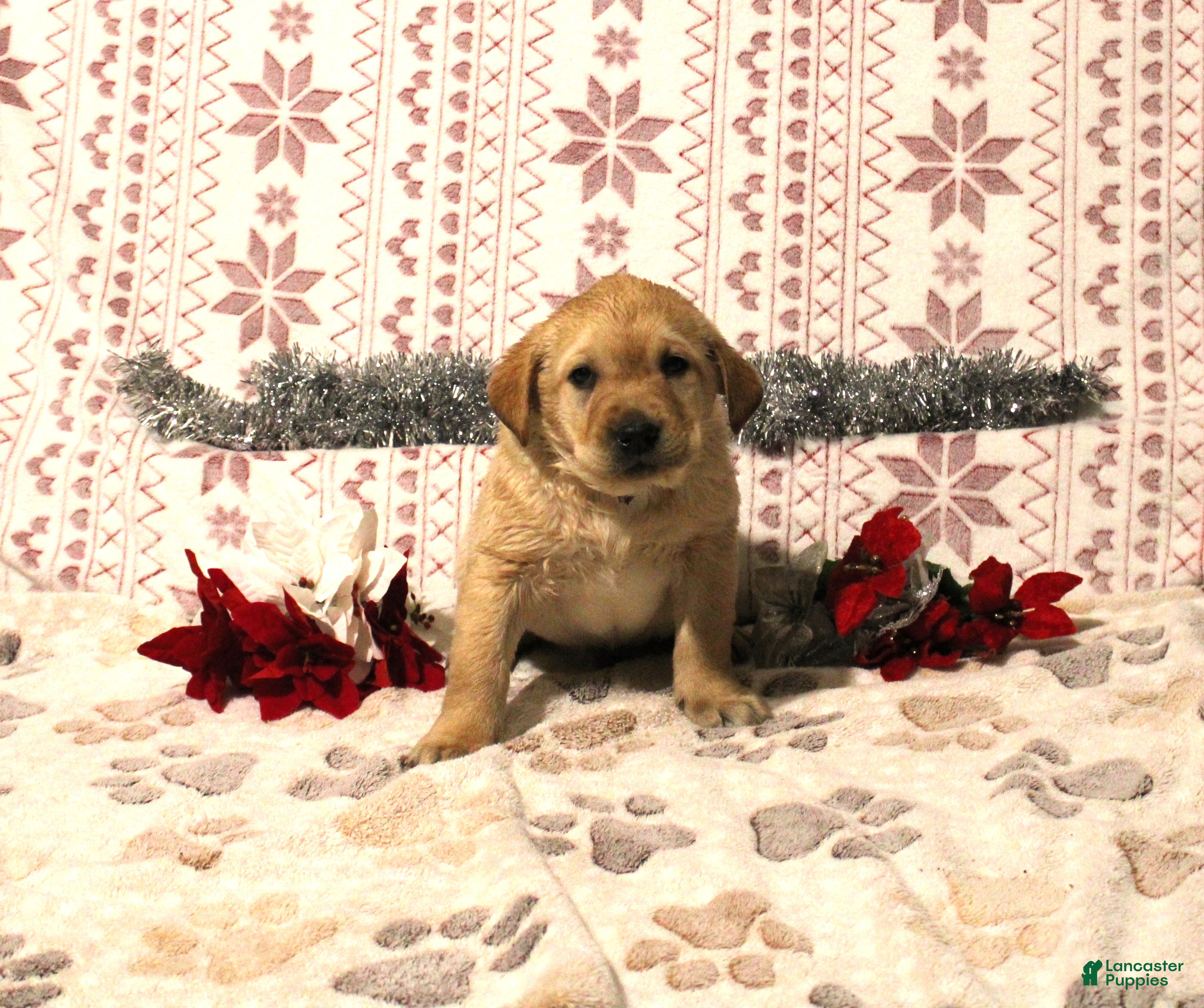 Labrador Retriever dogs Carmel - Ad 29