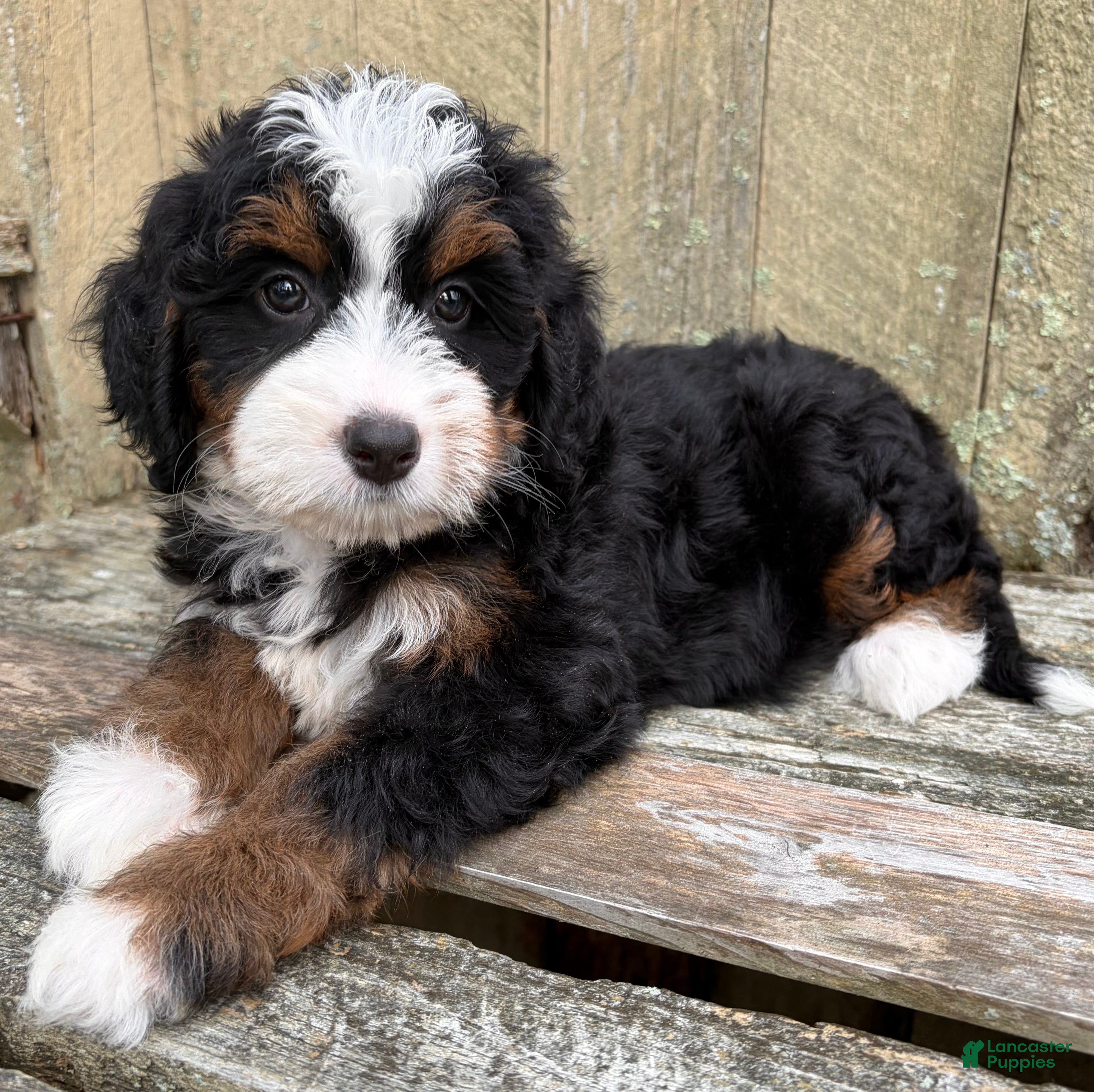 Mini Bernedoodle dogs 🩷IN BOSTON MASSACHUSETTS AREA🩷TRADITIONAL TRI COLOR🩷MINI BERNEDOODLE GIRL🩷 - Ad 1