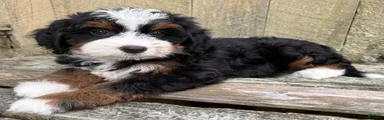 🩷IN BOSTON MASSACHUSETTS AREA🩷TRADITIONAL TRI COLOR🩷MINI BERNEDOODLE GIRL🩷