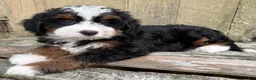 Mini Bernedoodle dogs for sale: 🩷IN BOSTON MASSACHUSETTS AREA🩷TRADITIONAL TRI COLOR🩷MINI BERNEDOODLE GIRL🩷 - Ad 1