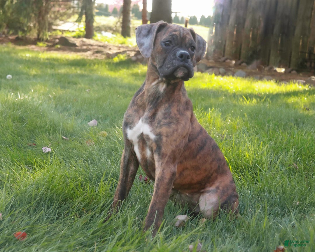 Boxer dogs for sale: Oakley - Ad 2