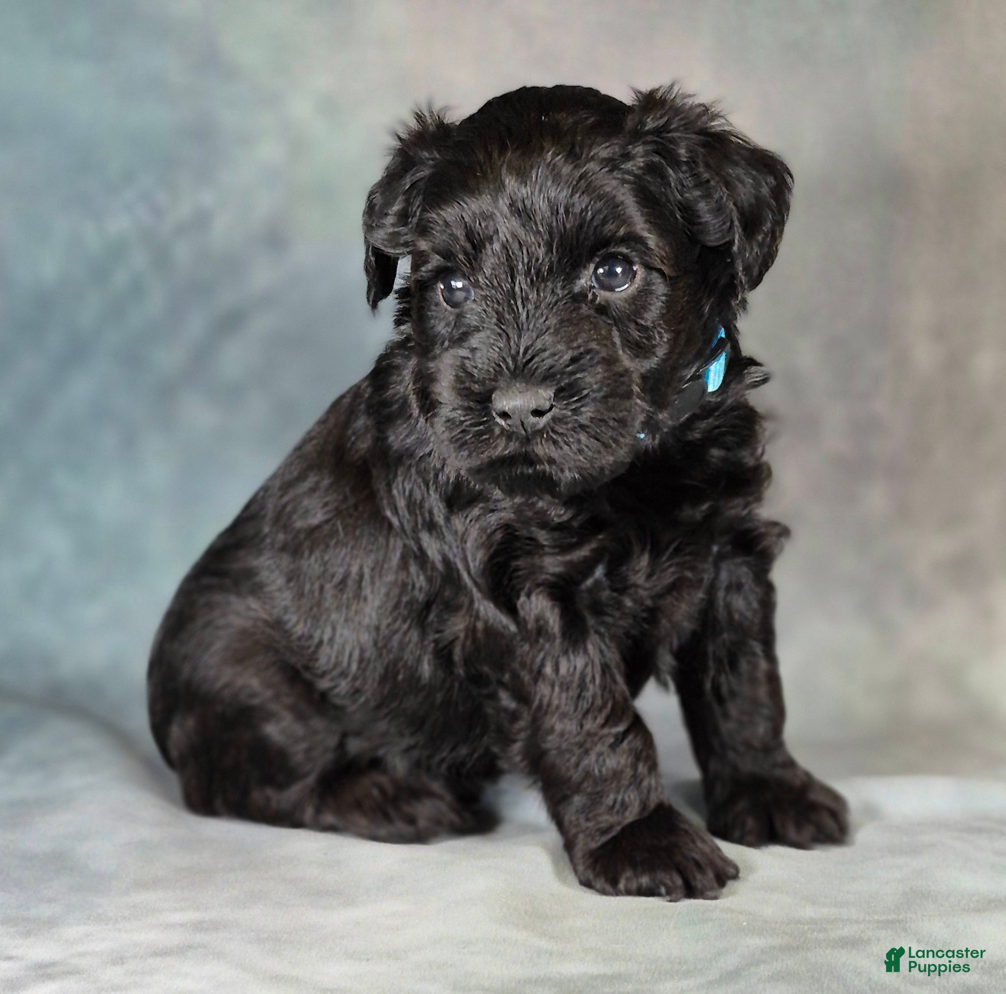 Miniature Schnauzer dogs for sale: Ziggy - Ad 2