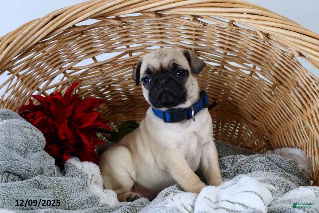 Pug dogs for sale: Molly - Ad 3