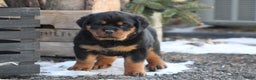 Rottweiler dogs for sale: Haven - Ad 1
