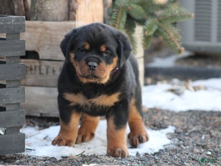 Rottweiler dogs Haven - Ad 6