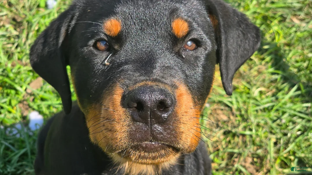 Rottweiler dogs for sale: Rottweiler 3 - Ad 6