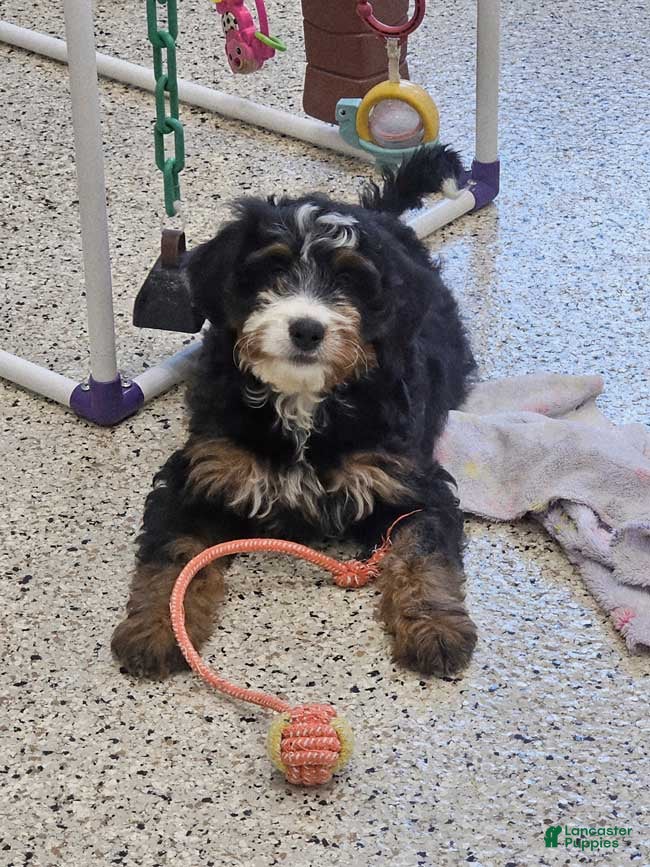 Mini Bernedoodle dogs Angelica - Ad 36