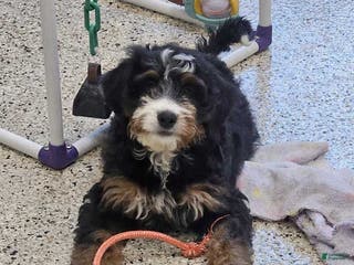 Mini Bernedoodle dogs Angelica - Ad 42