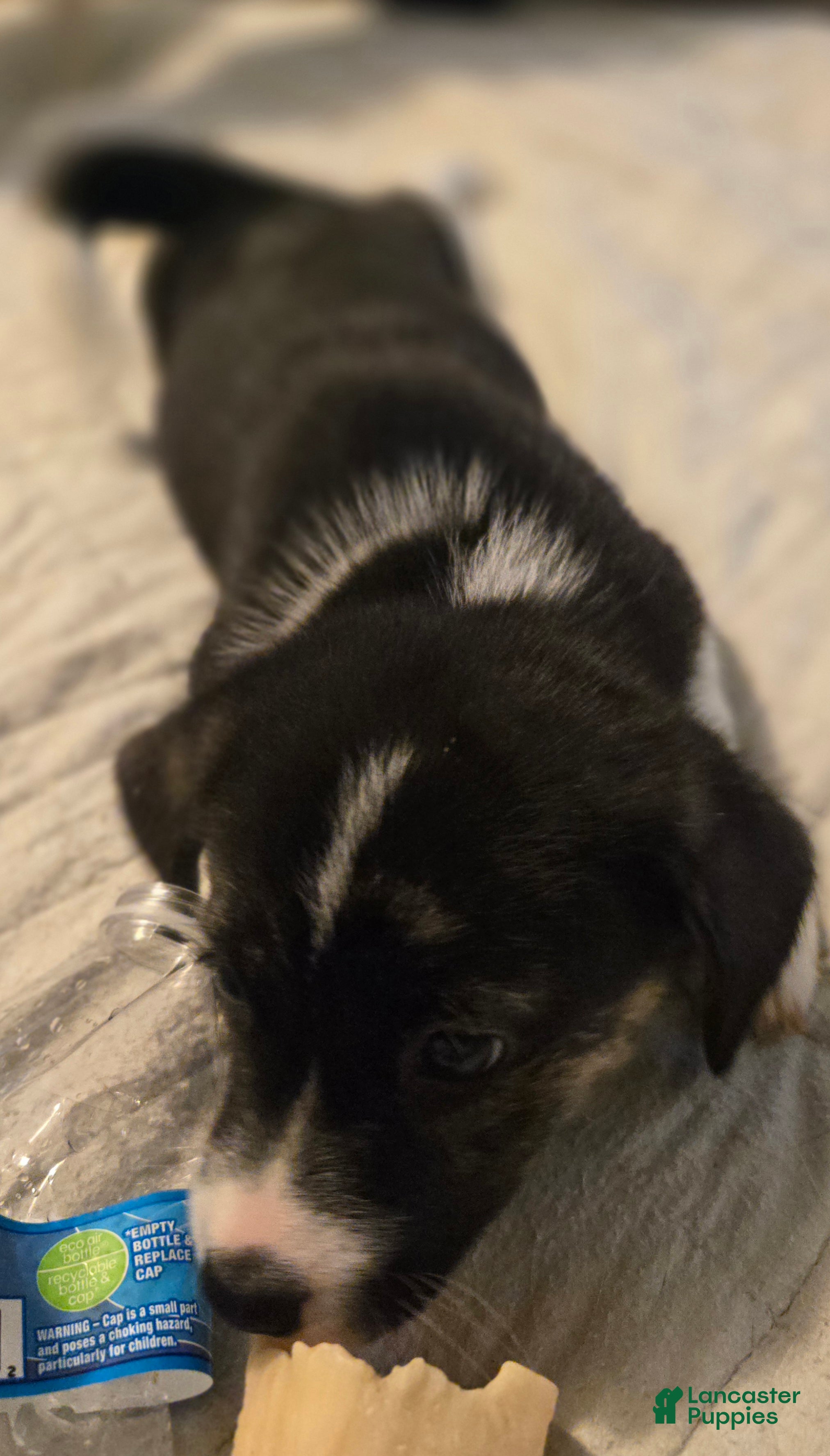 Mixed Breed dogs PRISCILLA - Ad 2